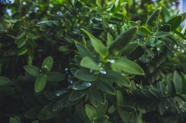 2020 egzotik çiçek pembe kırmızı mor mavi yeşil bahçe güzel bahar Yeni Zelanda