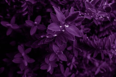 2020 egzotik çiçek pembe kırmızı mor mavi yeşil bahçe güzel bahar Yeni Zelanda