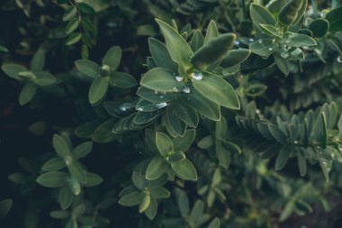 2020 egzotik çiçek pembe kırmızı mor mavi yeşil bahçe güzel bahar Yeni Zelanda