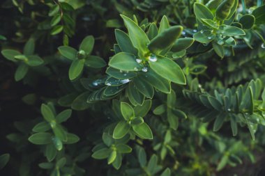 2020 egzotik çiçek pembe kırmızı mor mavi yeşil bahçe güzel bahar Yeni Zelanda