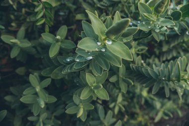 2020 egzotik çiçek pembe kırmızı mor mavi yeşil bahçe güzel bahar Yeni Zelanda