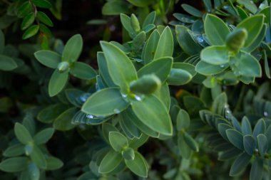 2020 egzotik çiçek pembe kırmızı mor mavi yeşil bahçe güzel bahar Yeni Zelanda