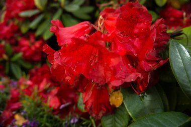 2020 egzotik çiçek pembe kırmızı mor mavi yeşil bahçe güzel bahar Yeni Zelanda