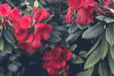 2020 egzotik çiçek pembe kırmızı mor mavi yeşil bahçe güzel bahar Yeni Zelanda