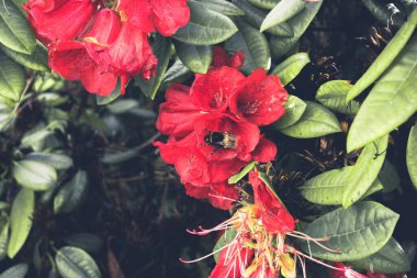 2020 egzotik çiçek pembe kırmızı mor mavi yeşil bahçe güzel bahar Yeni Zelanda