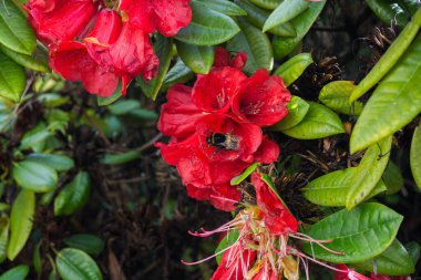 2020 egzotik çiçek pembe kırmızı mor mavi yeşil bahçe güzel bahar Yeni Zelanda