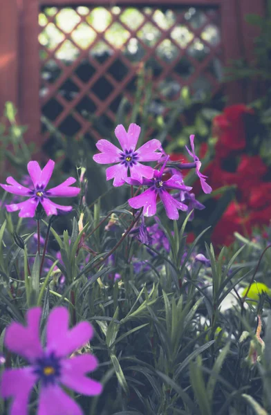 2020 Flores Exóticas Rosa Blanco Rojo Púrpura Azul Verde Naturaleza — Foto de Stock