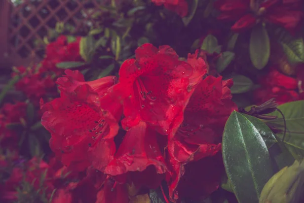 2020 Exotické Květiny Růžová Bílá Červená Fialová Modrá Zelená Příroda — Stock fotografie
