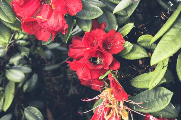 2020 egzotik çiçek pembe kırmızı mor mavi yeşil bahçe güzel bahar Yeni Zelanda