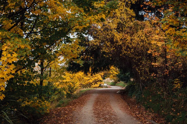 Деревья Золотые Листья Осенние Солнечные Лучи Солнечный Свет Красочные Горы — стоковое фото