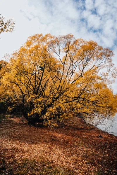 Bomen Gouden Bladeren Herfst Zon Stralen Zon Licht Kleurrijke Bergen — Stockfoto