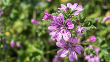 Türkiye'de güzellik çiçek