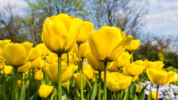 beauty flowers in Turkey