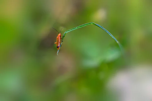Six legs Stock Photos, Royalty Free Six legs Images | Depositphotos Six legs Stock Photos, Royalty Free Six legs Images | Depositphotos