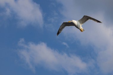 mavi gökyüzünde özgürlük martı