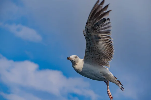 Gaivota Liberdade Céu Azul — Fotografia de Stock