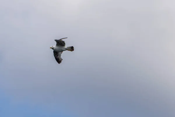 Gaivota Liberdade Céu Azul — Fotografia de Stock