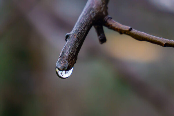 drop on the branch