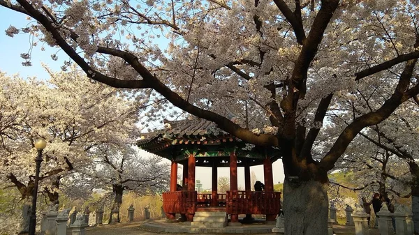 Blossom Plats Med Lusthus Olympic Park Seoul — Stockfoto