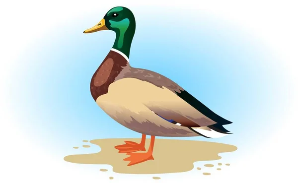 鸭子在沙滩上 蓝色背景上 德雷克候鸟带着绿头 — 图库矢量图片