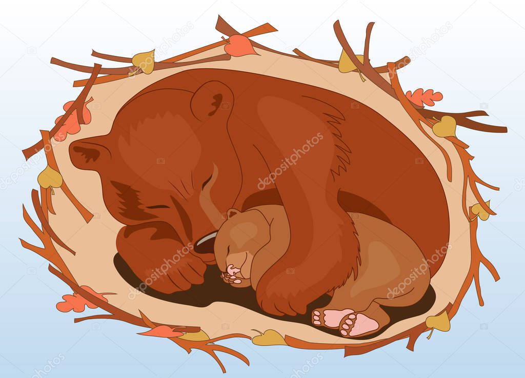 A bear with a bear cub sleeps in a den in the winter in an embrace. Ursa. Winter hibernation of bears.