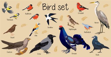 Wild birds, Forest bird, set birds, sity bird, nuthatch, cuckoo, crow, rook, grouse, Heron, tit, thrush, tick, swallow, Nightingale, Jay, Bullfinch, Grouse, Crossbill, Ouzel, titmouse clipart