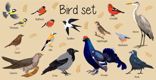 Wild Birds Forest Bird Set Birds Sity Bird Nuthatch Cuckoo — Stock vektor