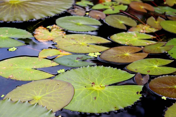 Lelies Bloemen Planten Buurt Van Vijver Water Reflecteert Licht — Stockfoto