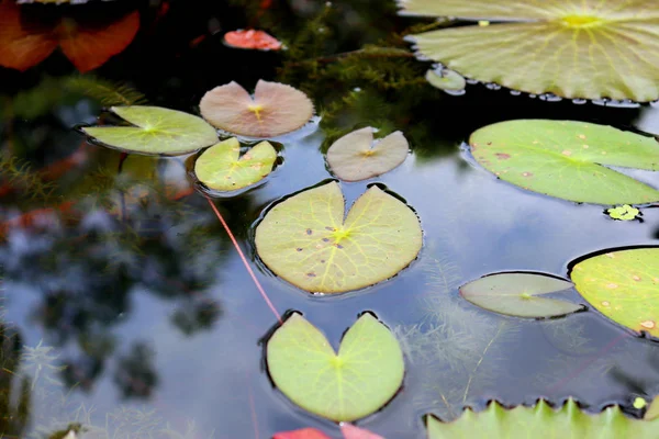 Gigli Fiori Piante Vicino Allo Stagno Acqua Riflette Luce — Foto Stock