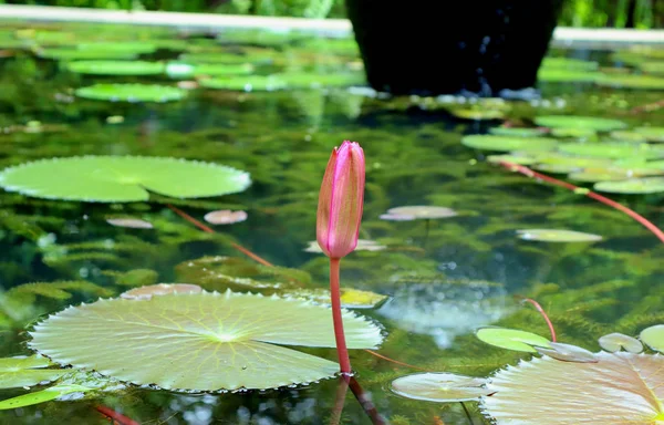Lilie Kwiaty Rośliny Pobliżu Stawu Woda Odbija Światło — Zdjęcie stockowe