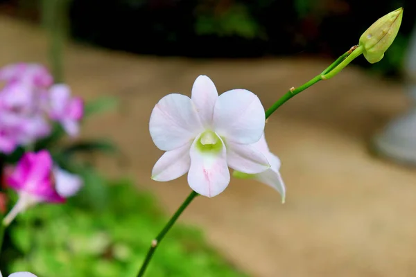 Färgglada Blommor Orkidéer Pcolorful Blommor Orkidéer Växter Parken Daylightlants Parken — Stockfoto