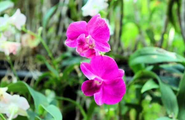 Барвисті Квіти Орхідеї Барвисті Квіти Орхідеї Рослини Парку Світлі Квіти — стокове фото