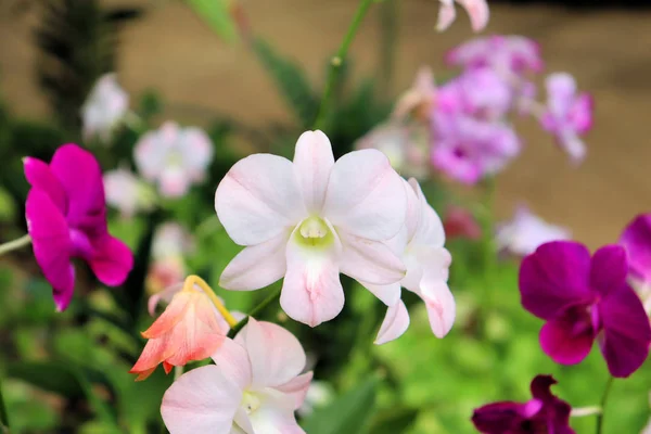 Барвисті Квіти Орхідеї Барвисті Квіти Орхідеї Рослини Парку Світлі Квіти — стокове фото