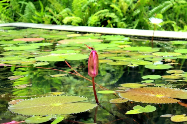 Lirios Flores Plantas Cerca Del Estanque Agua Refleja Luz — Foto de Stock