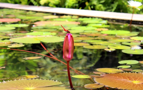 Lírios Flores Plantas Perto Lagoa Água Reflete Luz — Fotografia de Stock