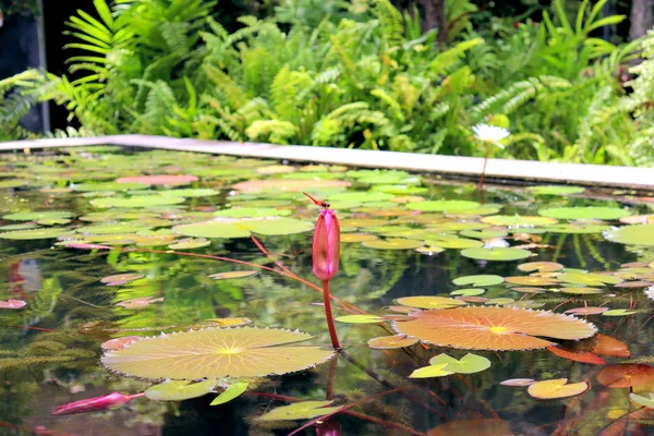 Lilies Flowers Plants Pond Water Reflects Light — Stock Photo, Image
