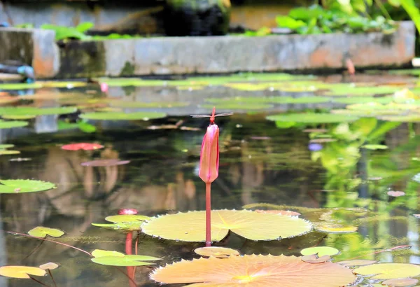 Lírios Flores Plantas Perto Lagoa Água Reflete Luz — Fotografia de Stock