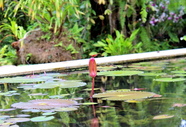 Lírios Flores Plantas Perto Lagoa Água Reflete Luz — Fotografia de Stock