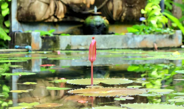 Lírios Flores Plantas Perto Lagoa Água Reflete Luz — Fotografia de Stock