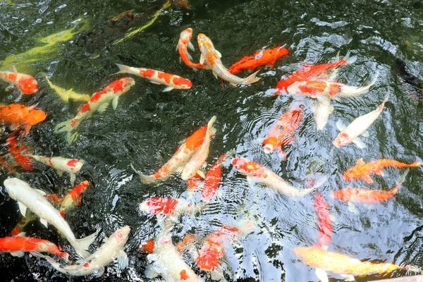 colored fish swim in the pond, water reflects light