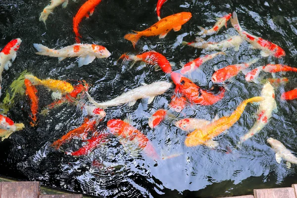 colored fish swim in the pond, water reflects light