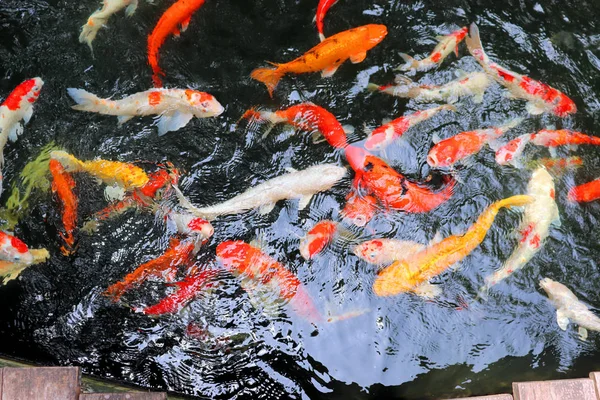 Farbige Fische Schwimmen Teich Wasser Reflektiert Licht — Stockfoto