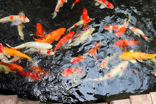 Peces Colores Nadan Estanque Agua Refleja Luz —  Fotos de Stock