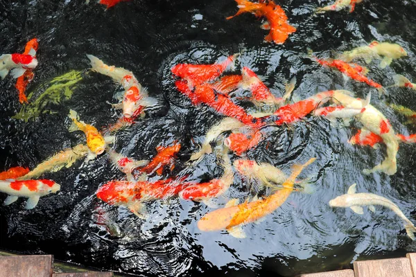 Farbige Fische Schwimmen Teich Wasser Reflektiert Licht — Stockfoto