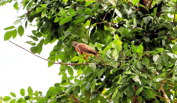 Красивая Птица Сидит Ветке Дерева — стоковое фото