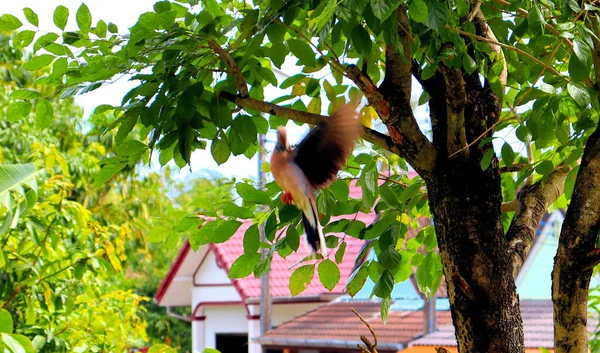 Belo Pássaro Senta Galho Árvore — Fotografia de Stock