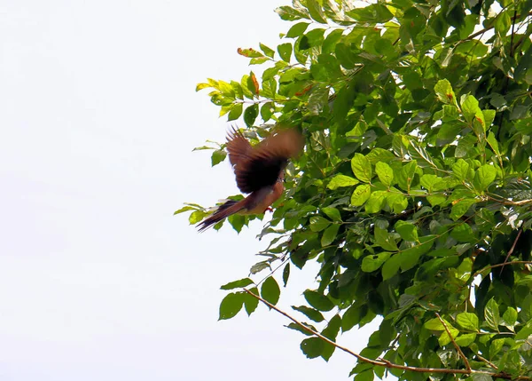 Schöner Vogel Sitzt Auf Einem Ast — Stockfoto