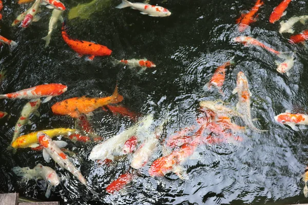 Schön Farbig Fische Teich Schwimmen Greifen Füttern Mund — Stockfoto