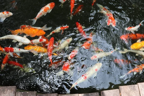 Schön Farbig Fische Teich Schwimmen Greifen Füttern Mund — Stockfoto