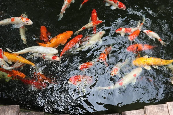 Schöne Farbige Fische Teich Schwimmen Und Schnappen Mundfütterung — Stockfoto